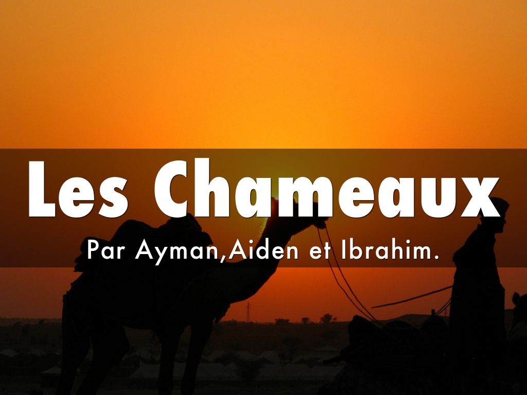  Les Chameaux