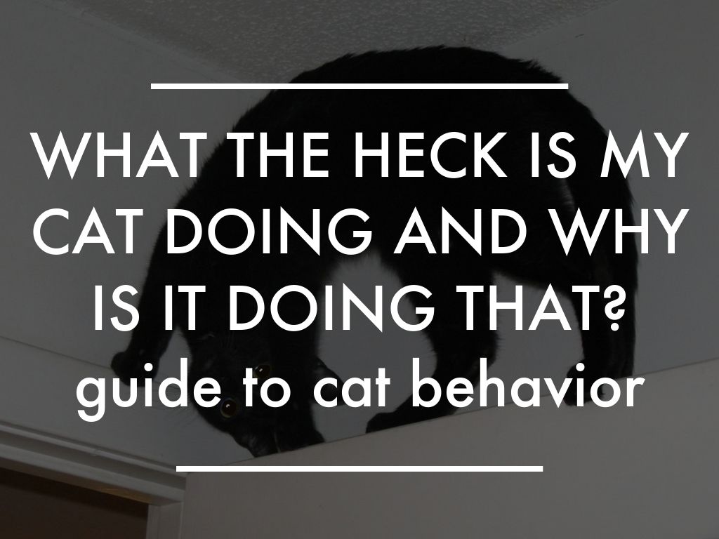 cat behavior