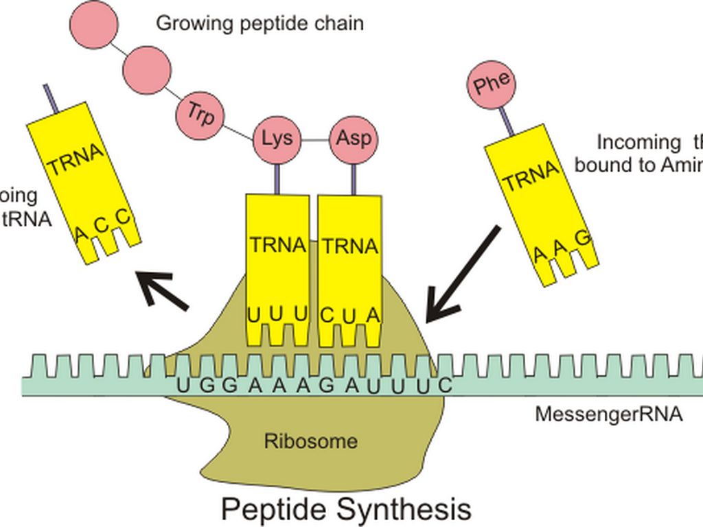 How DNA Makes Proteins by evelynmary.leu.17