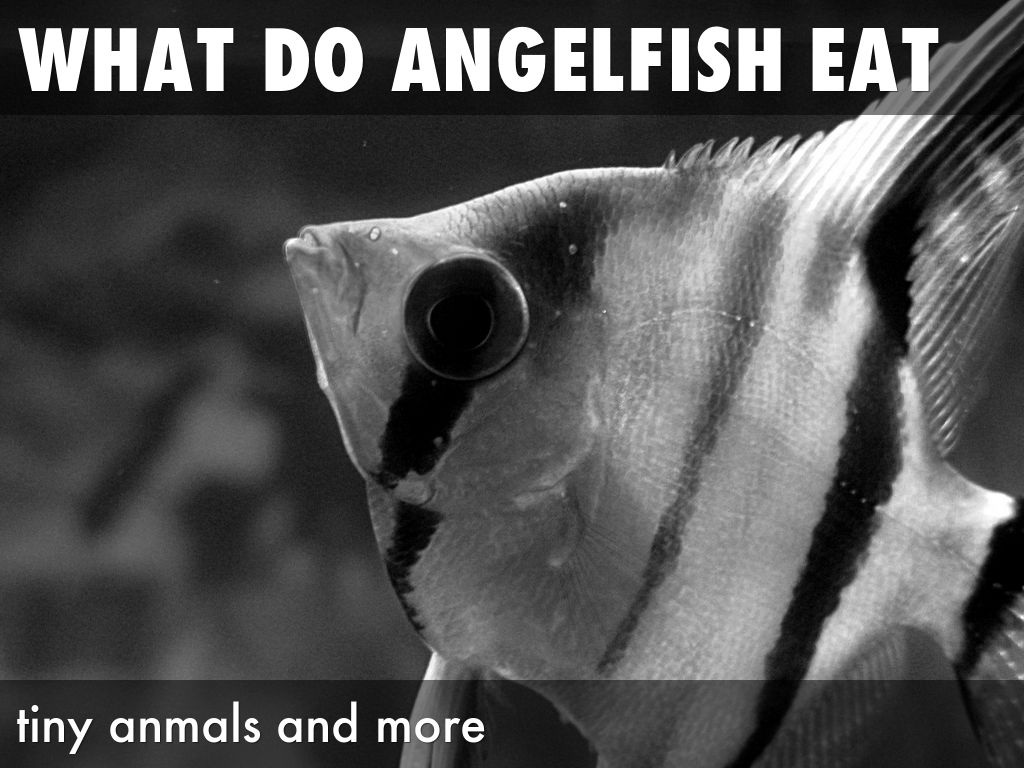 Angelfish by solvayelemlib+19