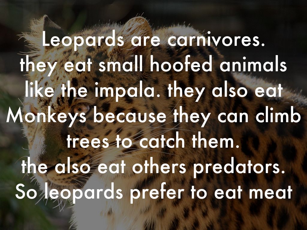 Leopards are carnivores. they eat small hoofed animals like the impala. they also eat Monkeys because they can climb trees to catch them. the also eat others predators. So leopards prefer to eat meat