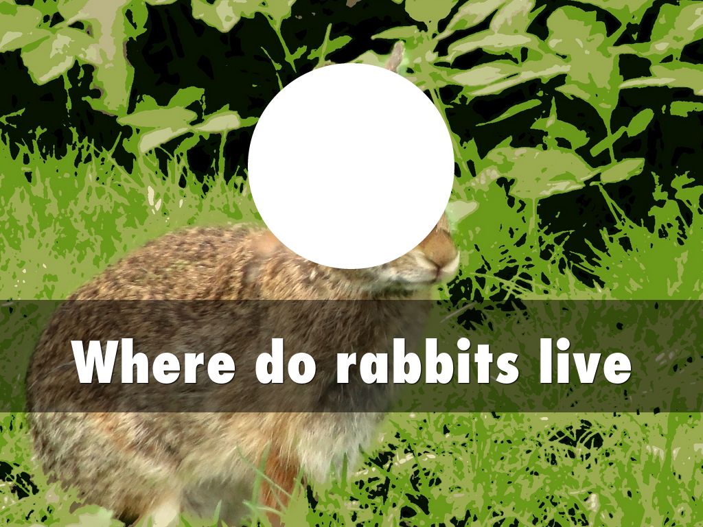 RABBITS by WE Library