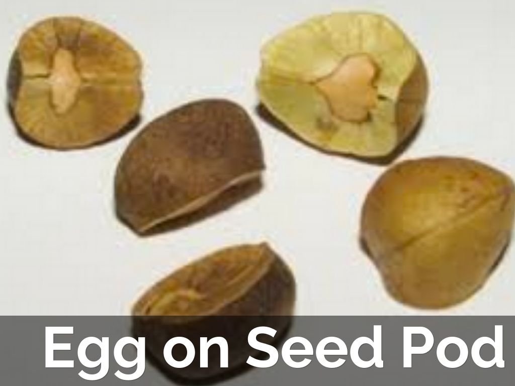 Mexican Jumping Bean Life Cycle by britta.hanson