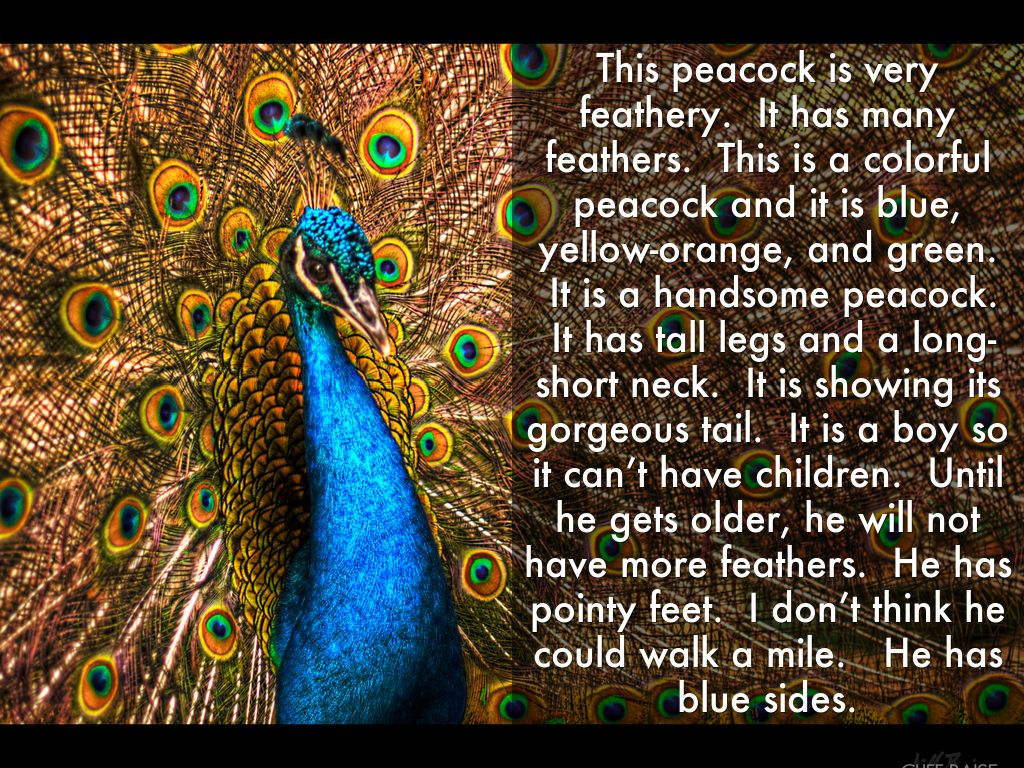 This peacock is very feathery.  It has many feathers.  This is a colorful peacock and it is blue, yellow-orange, and green.  It is a handsome peacock.  It has tall legs and a long-short neck.  It is showing its gorgeous tail.  It is a boy so it can’t have children.  Until he gets older, he will not have more feathers.  He has pointy feet.  I don’t think he could walk a mile.   He has blue sides.