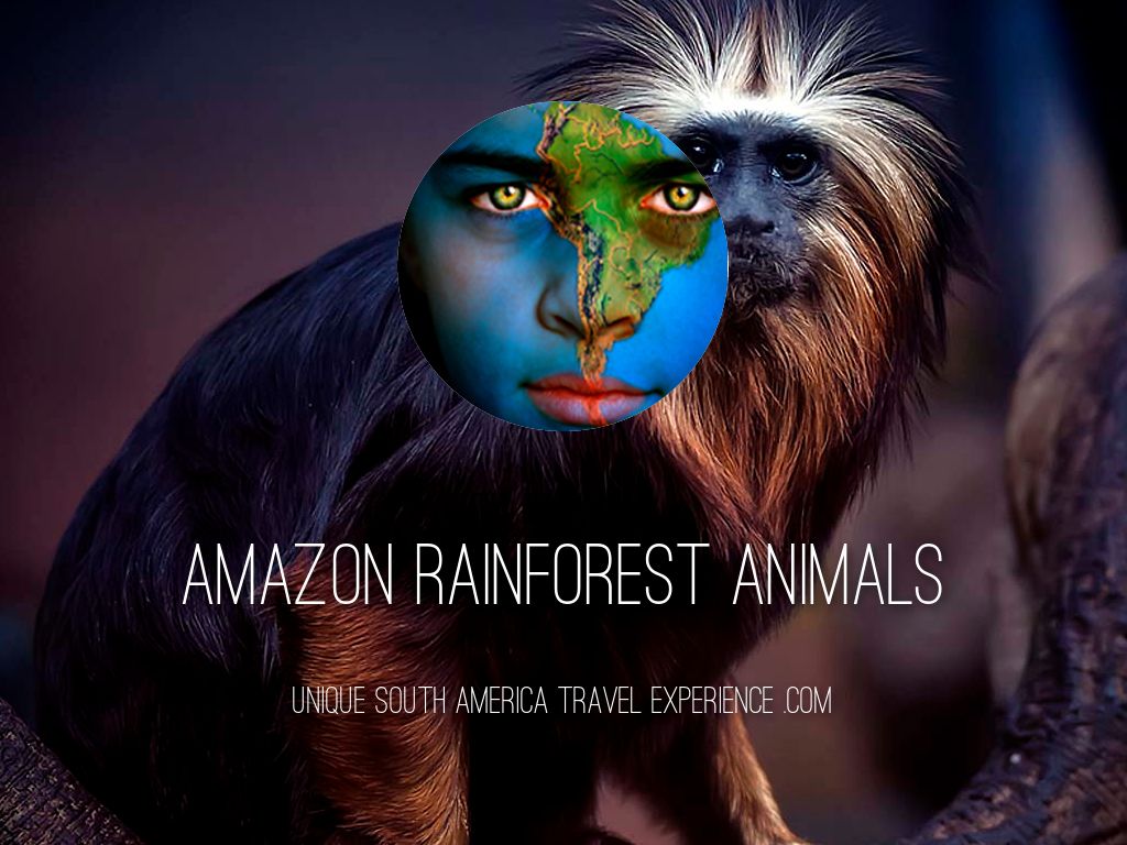 Amazon Rainforest Animals