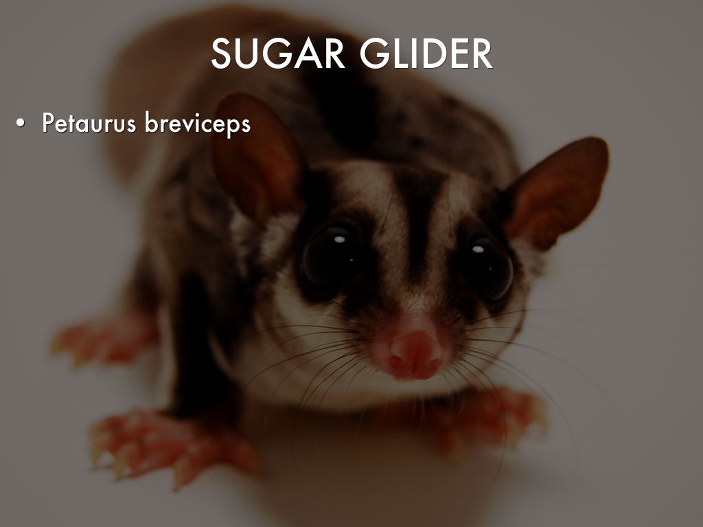 Sugar Glider by naereb16
