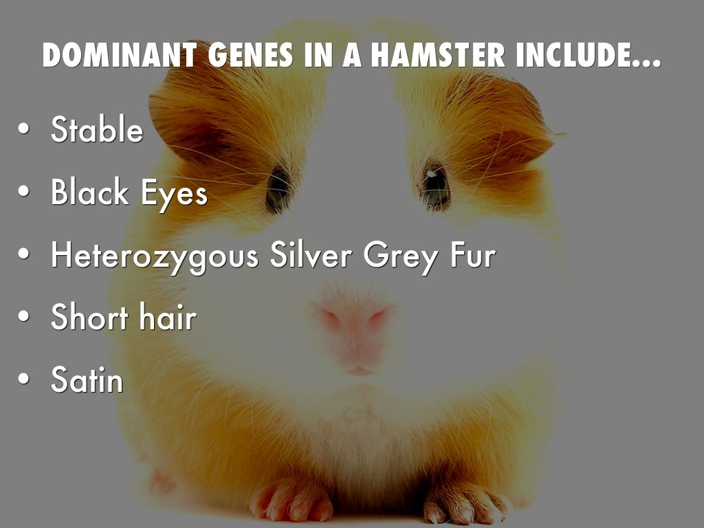 Hamster Guinea Pig Haiku Deck Project By Darin Roeung