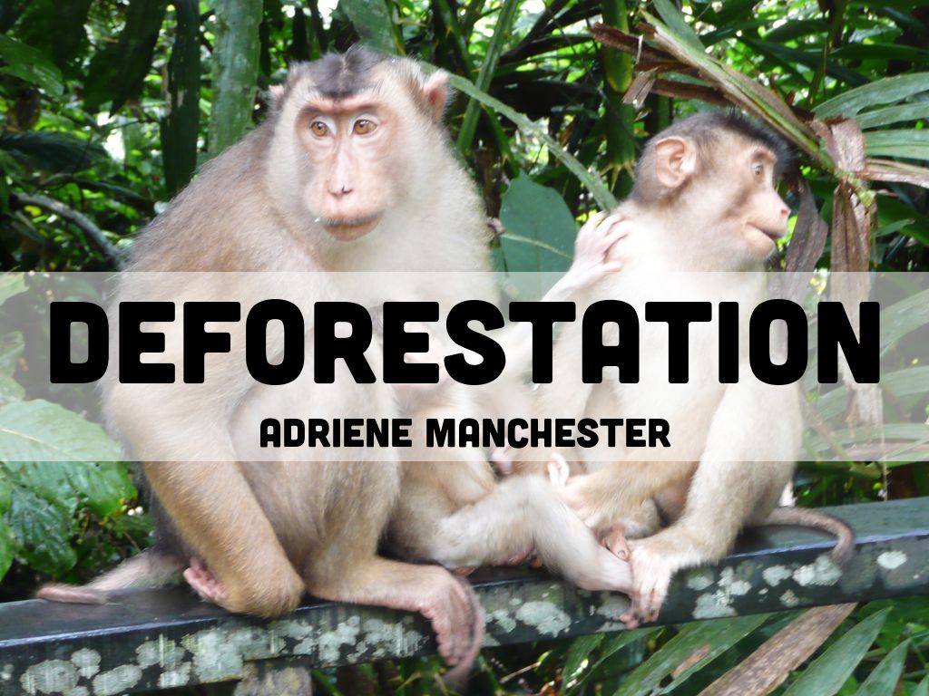 DEFORESTATION
