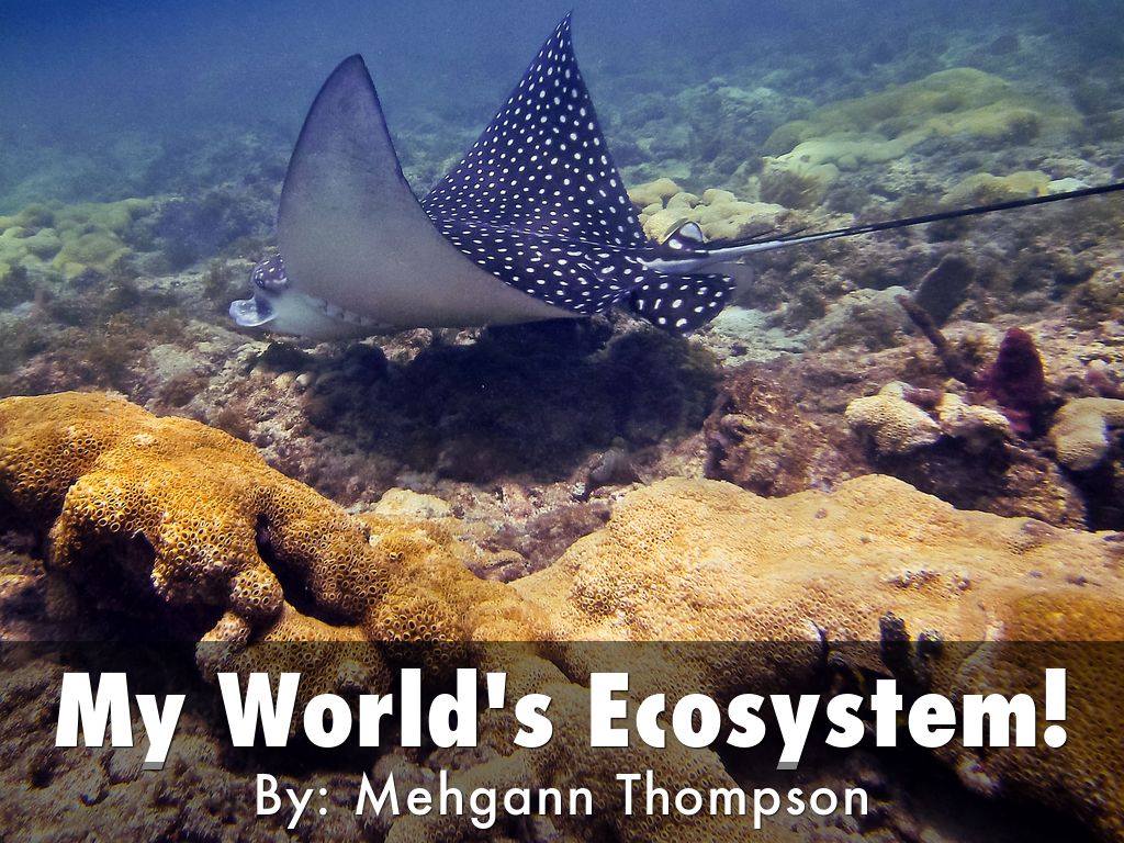 My Worlds Ecosystem!