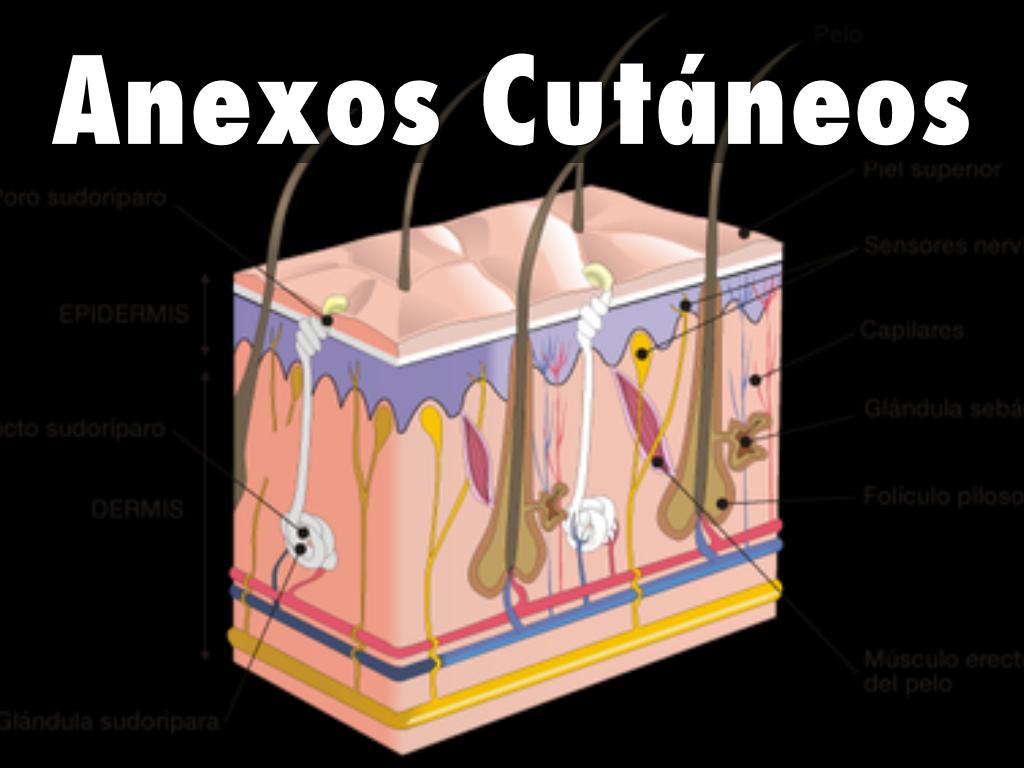 Anexos Cutáneos