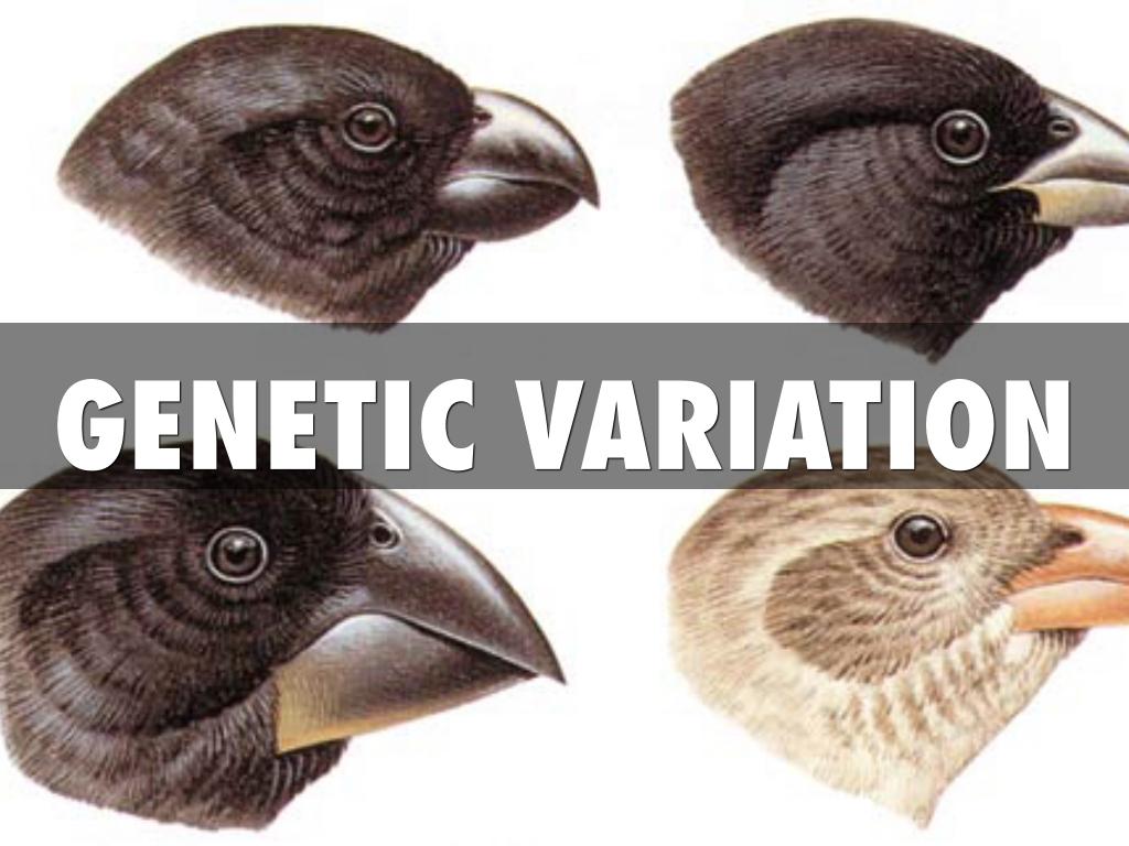 Variante Science Vocabulary by Misheel Battur