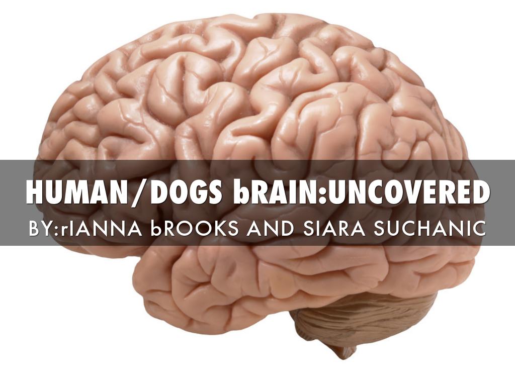 Dog/Human Brains by Rianna Brooks
