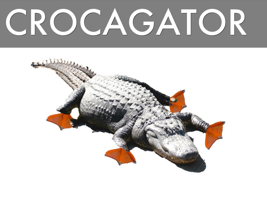 Alligator Adaptation 