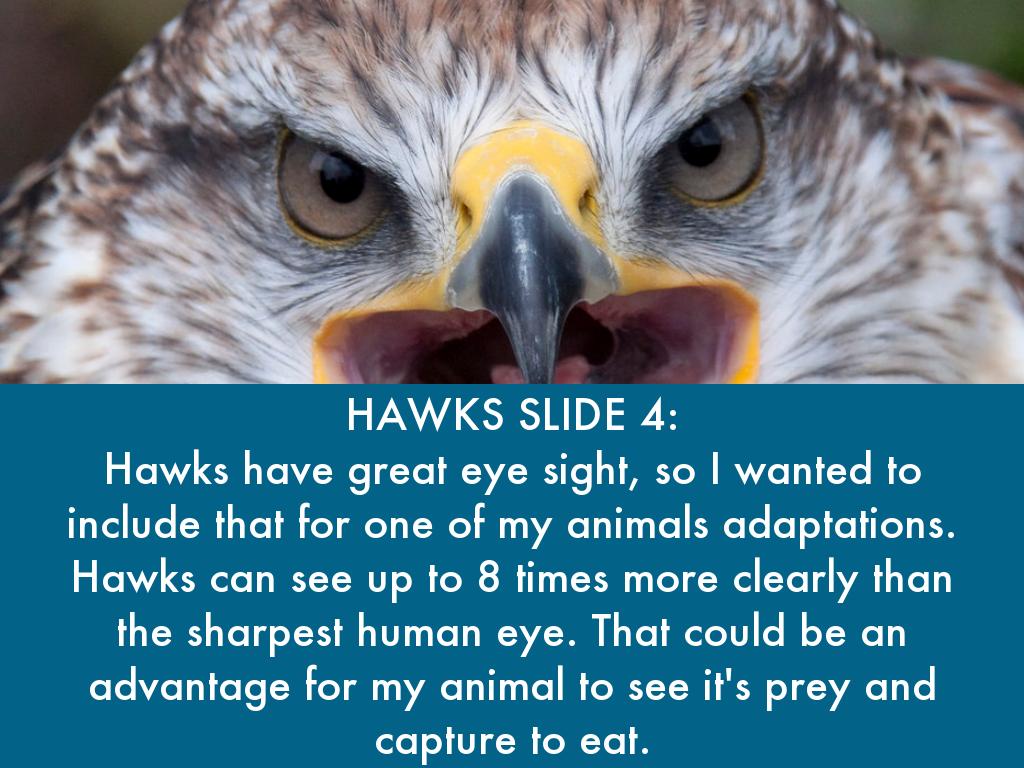hawk adaptations