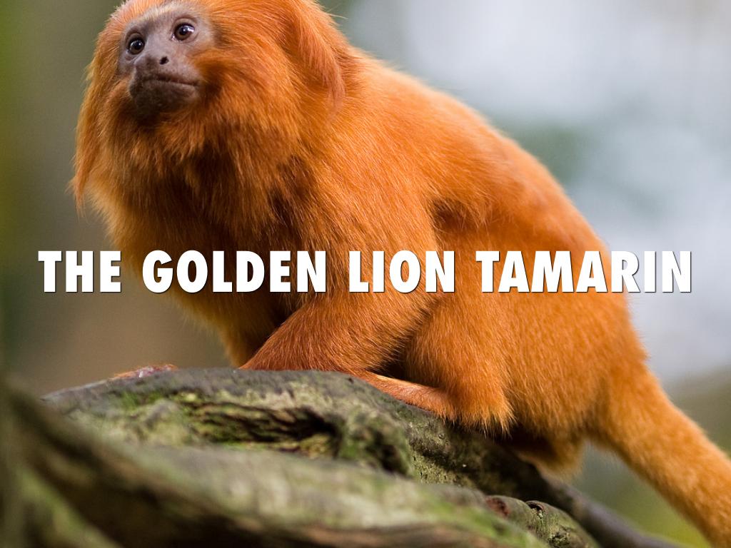 The Golden Lion Tamirin