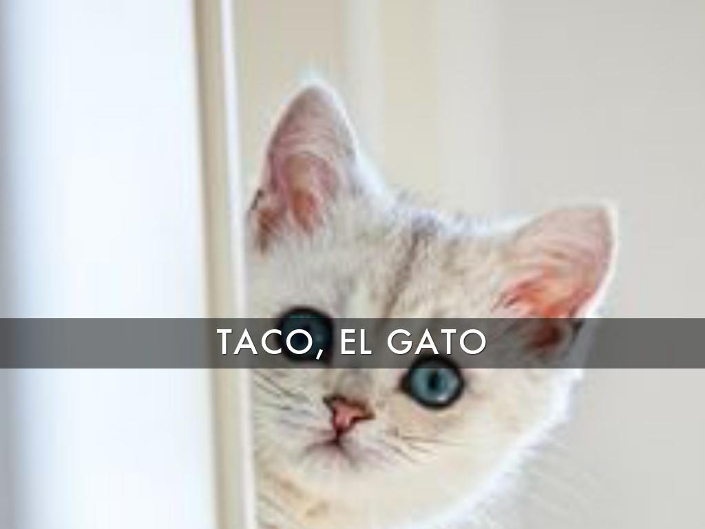 Taco, El Gato