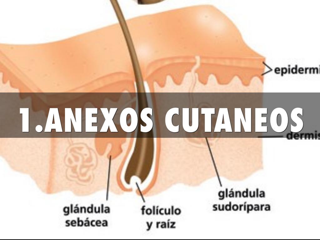 1.ANEXOS CUTANEOS