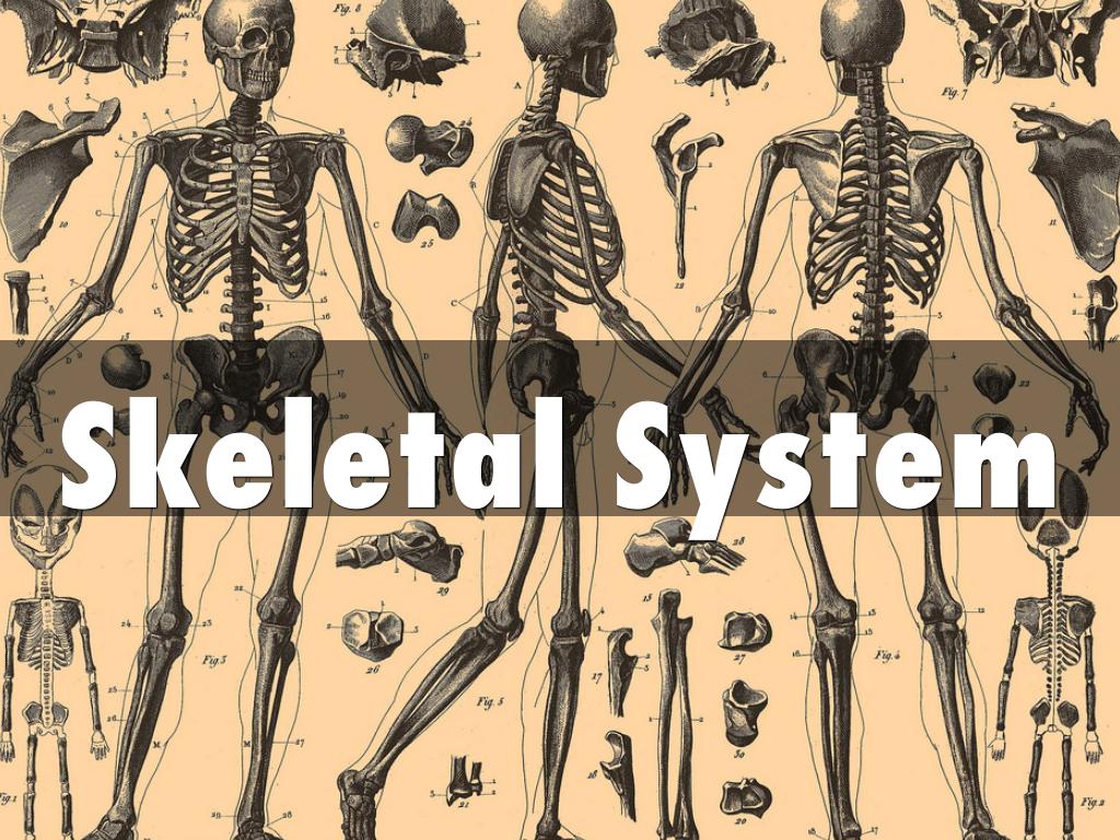 Human Body Vocabulary 