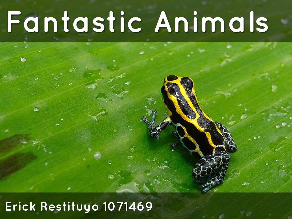 Fantastic Animals