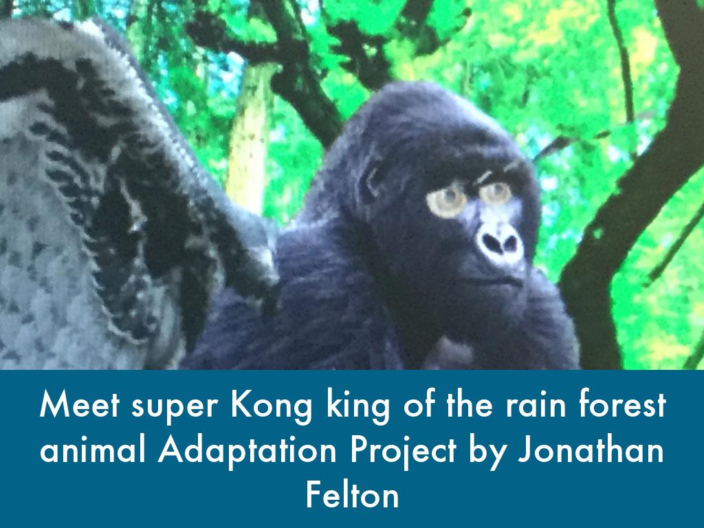   Animal Adaptation Project 