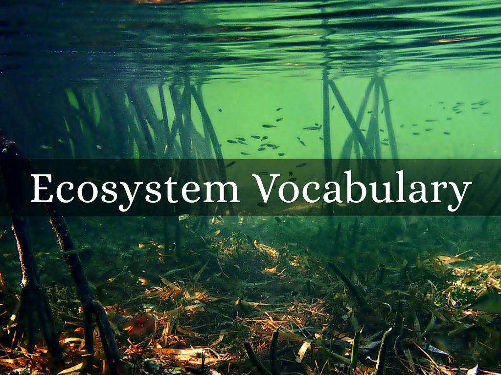 Ecosystem Vocabulary