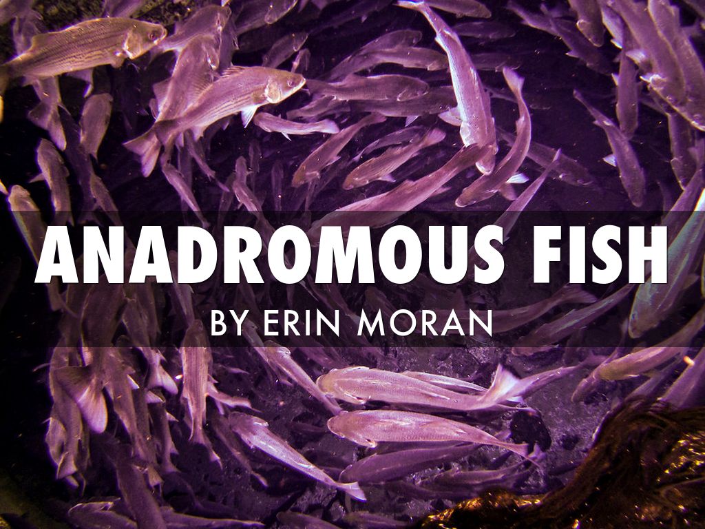 Anadromous Fish 