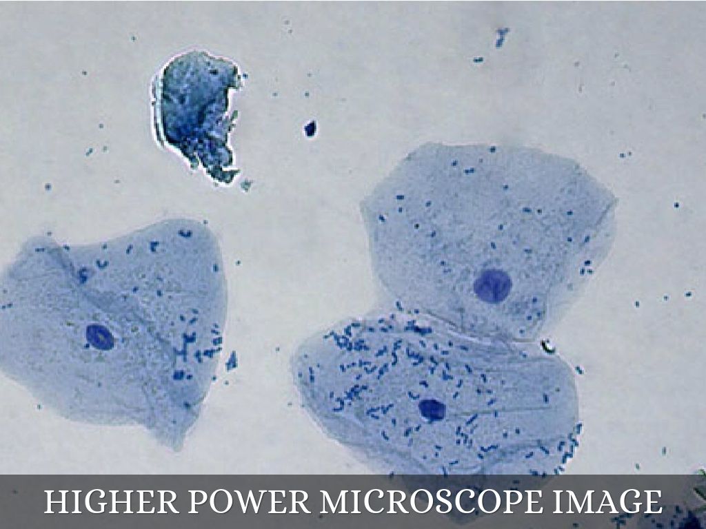 cheek cells under microscope labeled