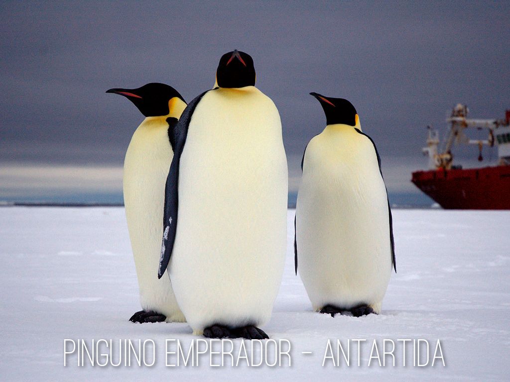 пингвины мадагаскара афиша. прикольные пингвины. три пингвина чебоксары мадагаскар. кинотеатр 3 пингвина чебоксары. кинотеатр мадагаскар тольятти.