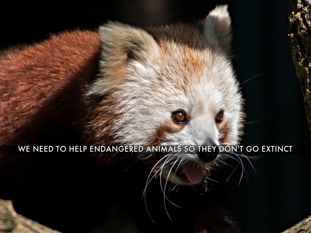 How We Can Help Protect Plants And Animals by Cheryl