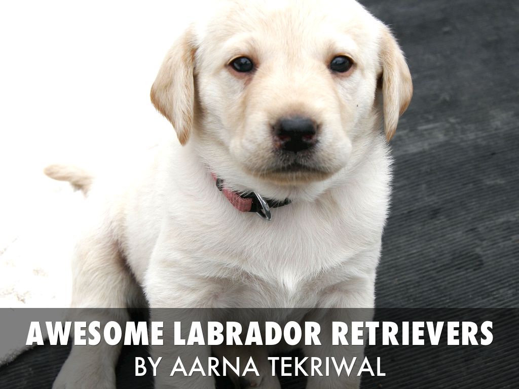 What Is A Labradors Habitat