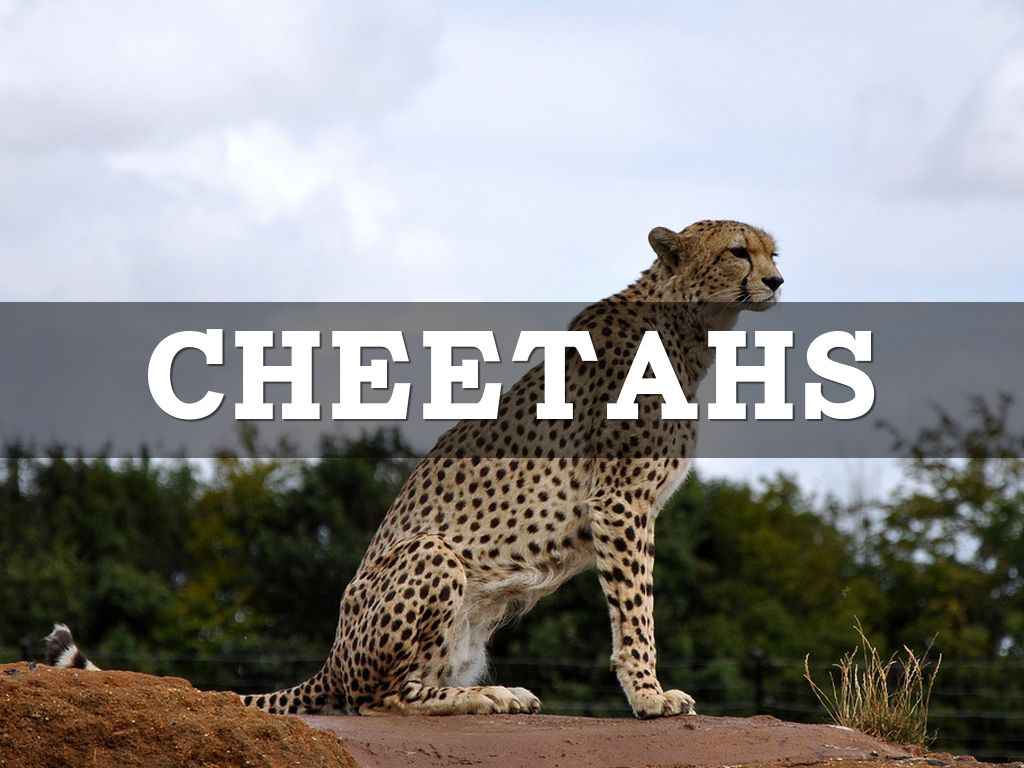 Copy of Cheetah 