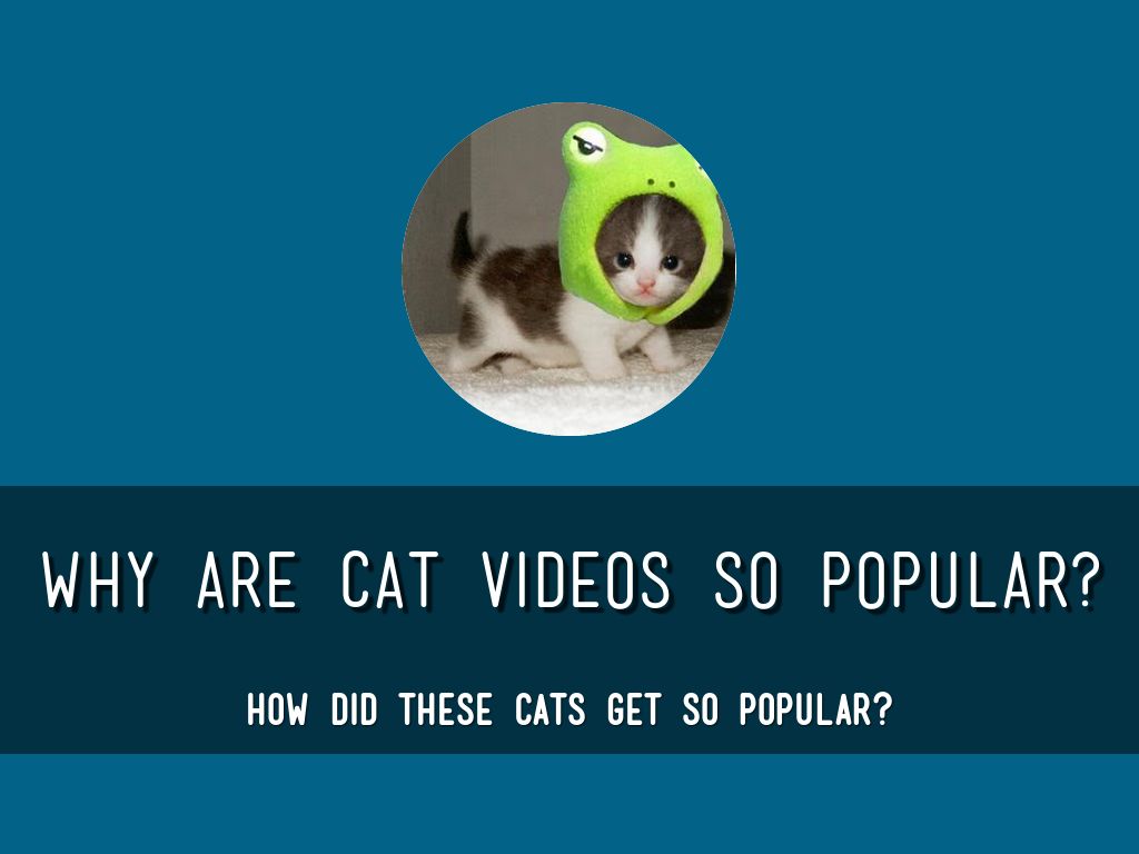 why cat videos are so popular