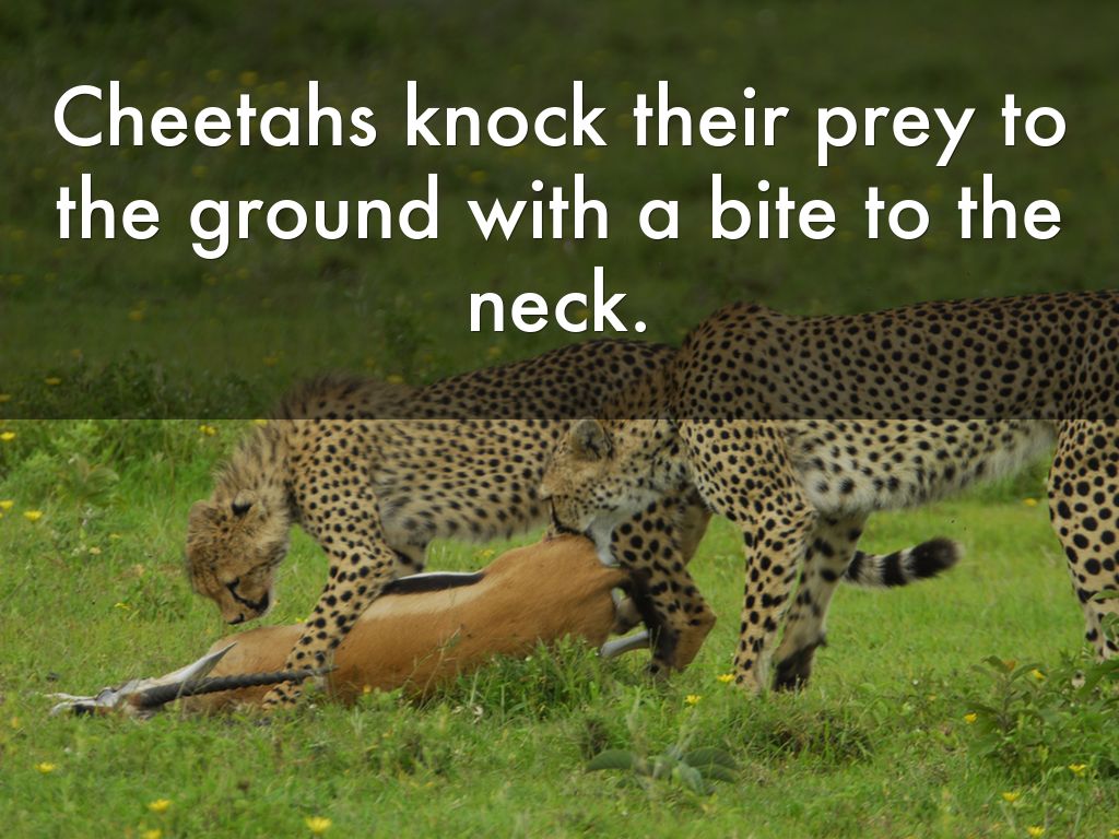 cheetahs by oliviabp8