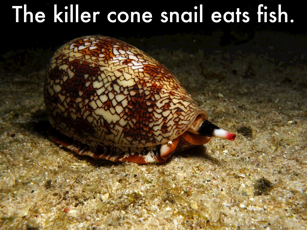 all about snails by Students Lake Myra