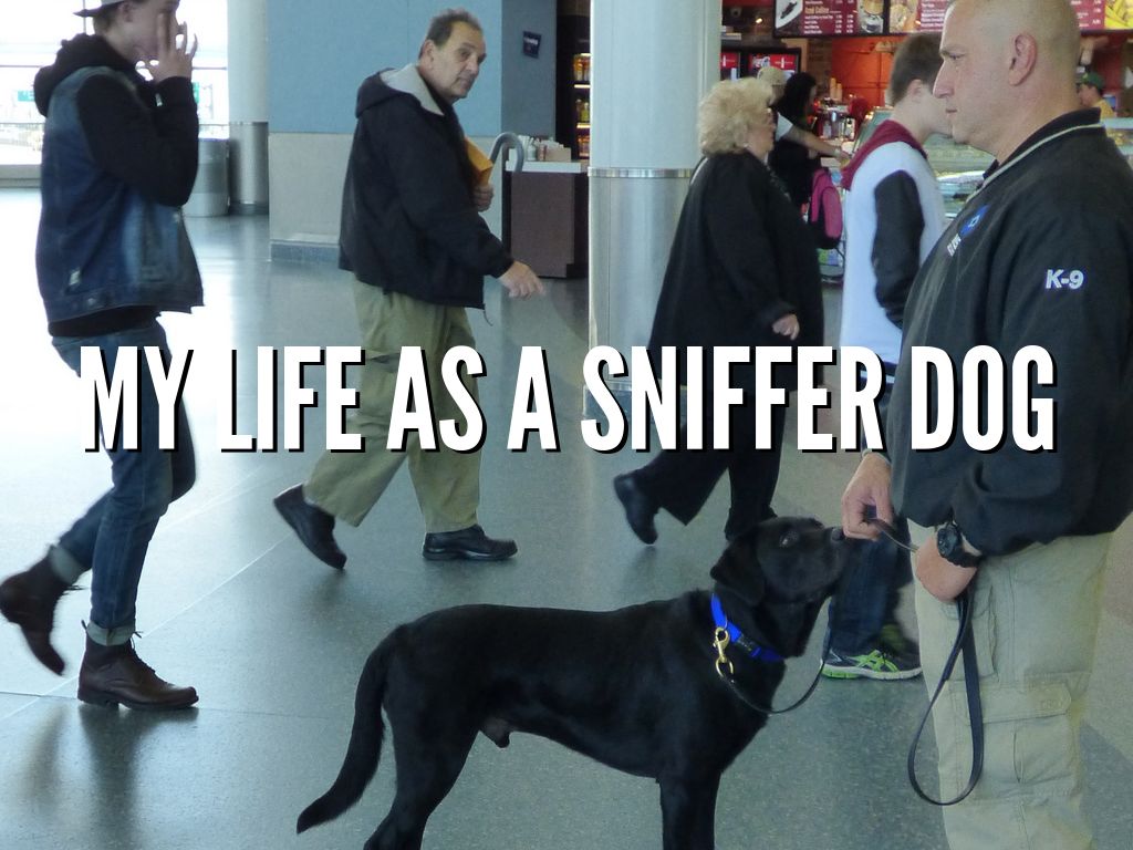 Sniffer Dog by Rachael Gillett