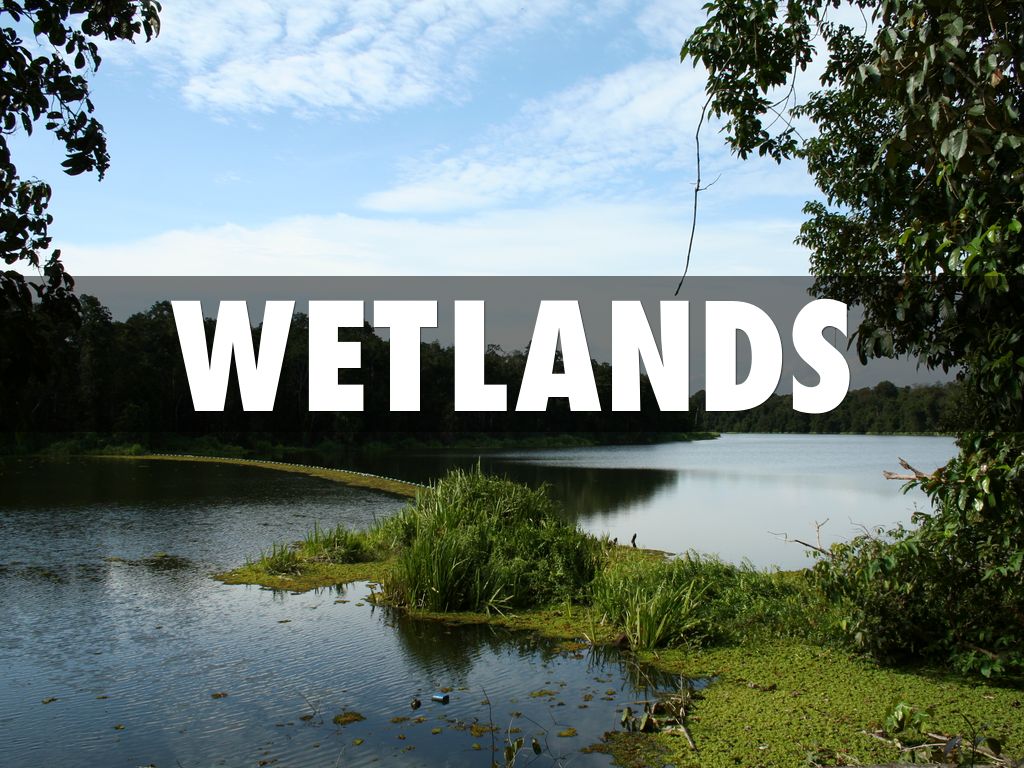 Wetlands