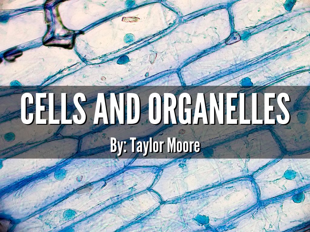 Cell State Video Project