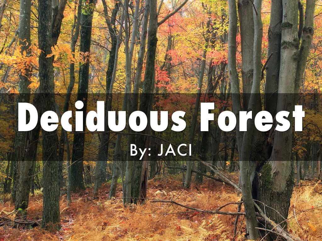 Deciduous Forest
