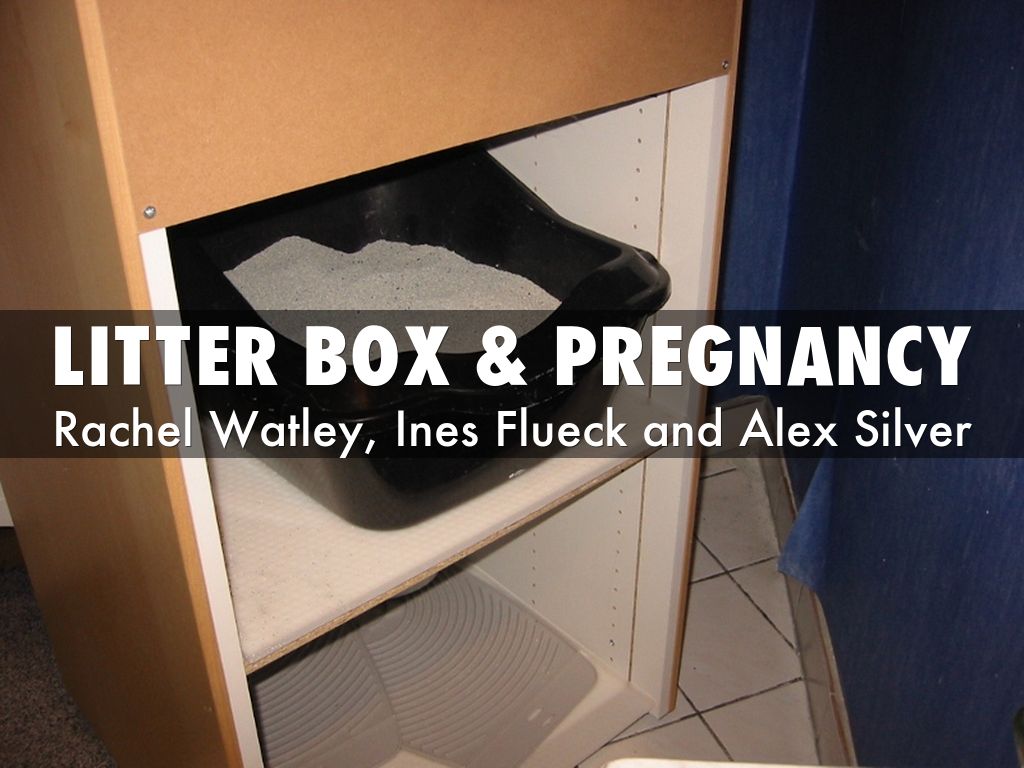 Litter box & Pregnancy by rkwatley