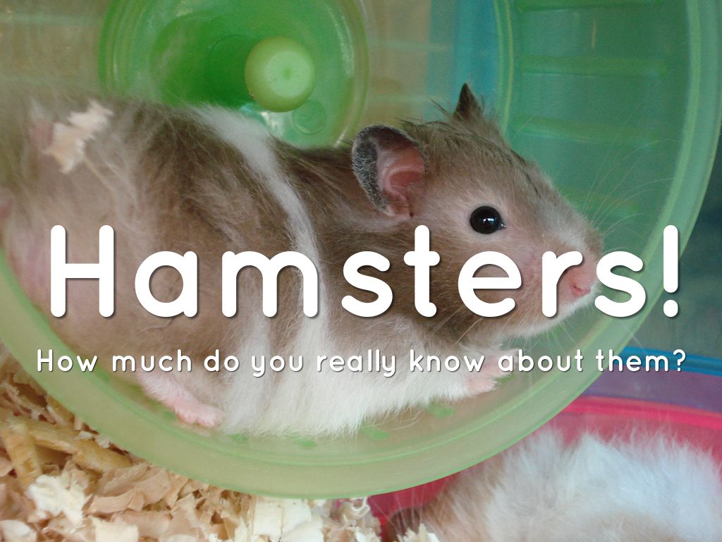 Hamsters!