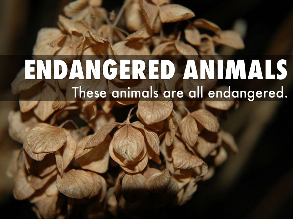 Endangered