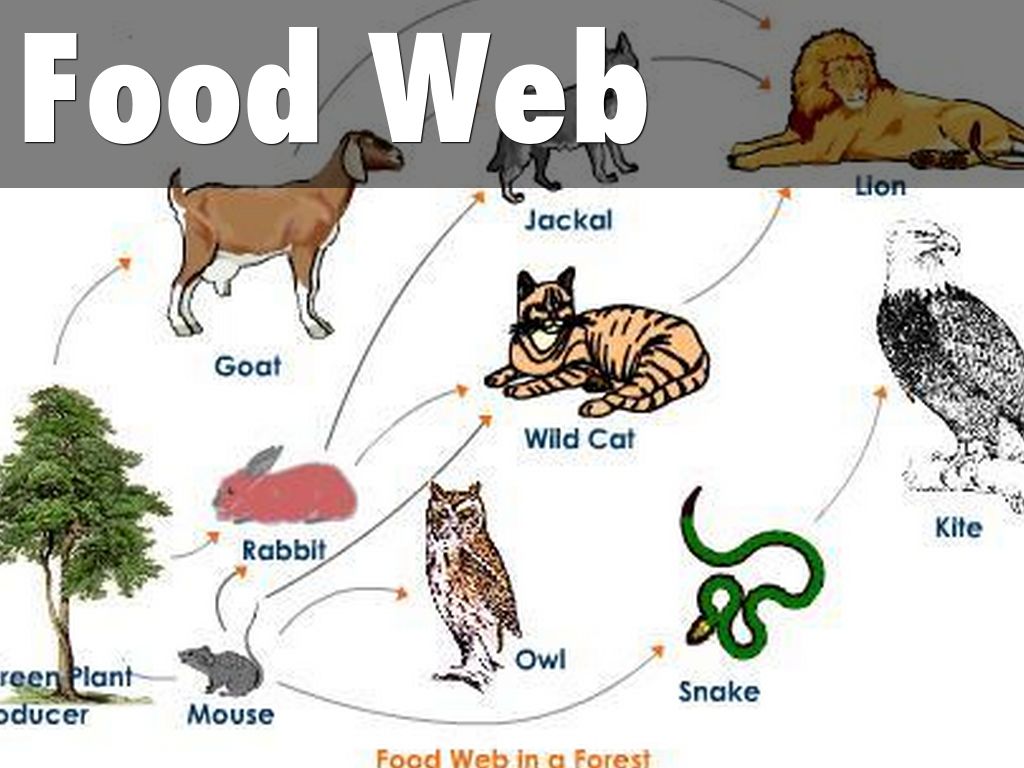 coniferous forest biome food web