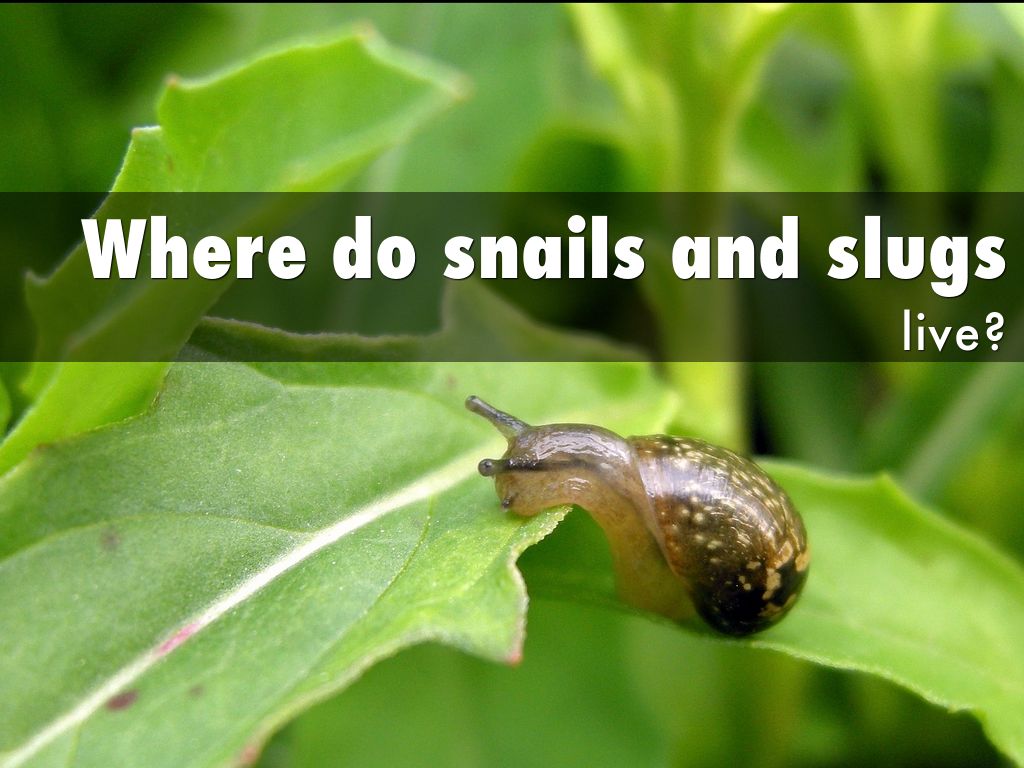 Where do snails and slugs by Rhea Sabnis