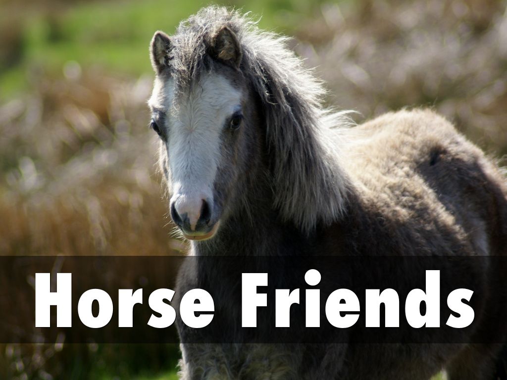 Horse Friends