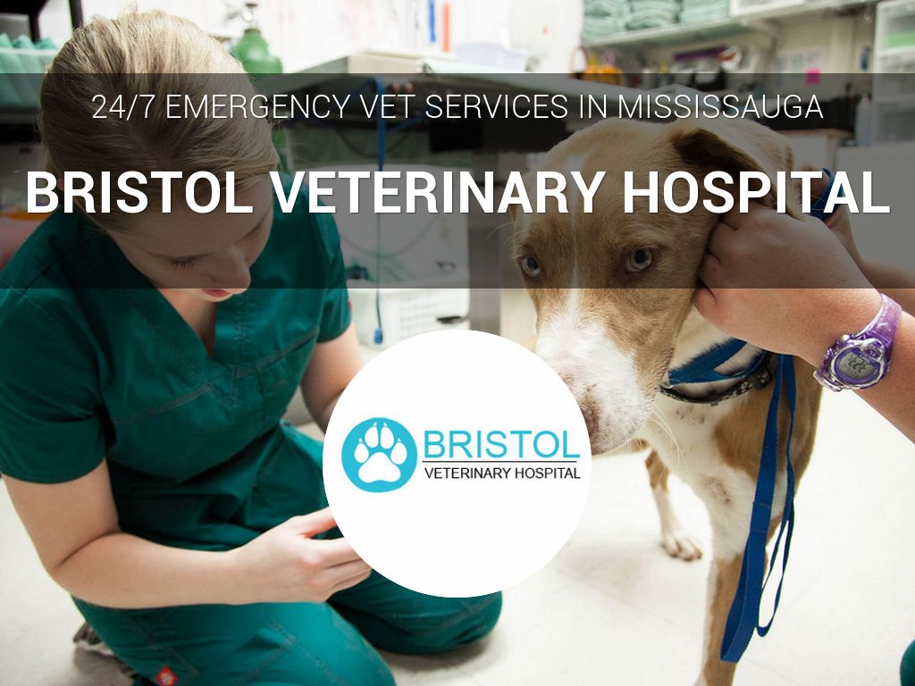 Bristol Veterinary Hospital by lauracollinevans