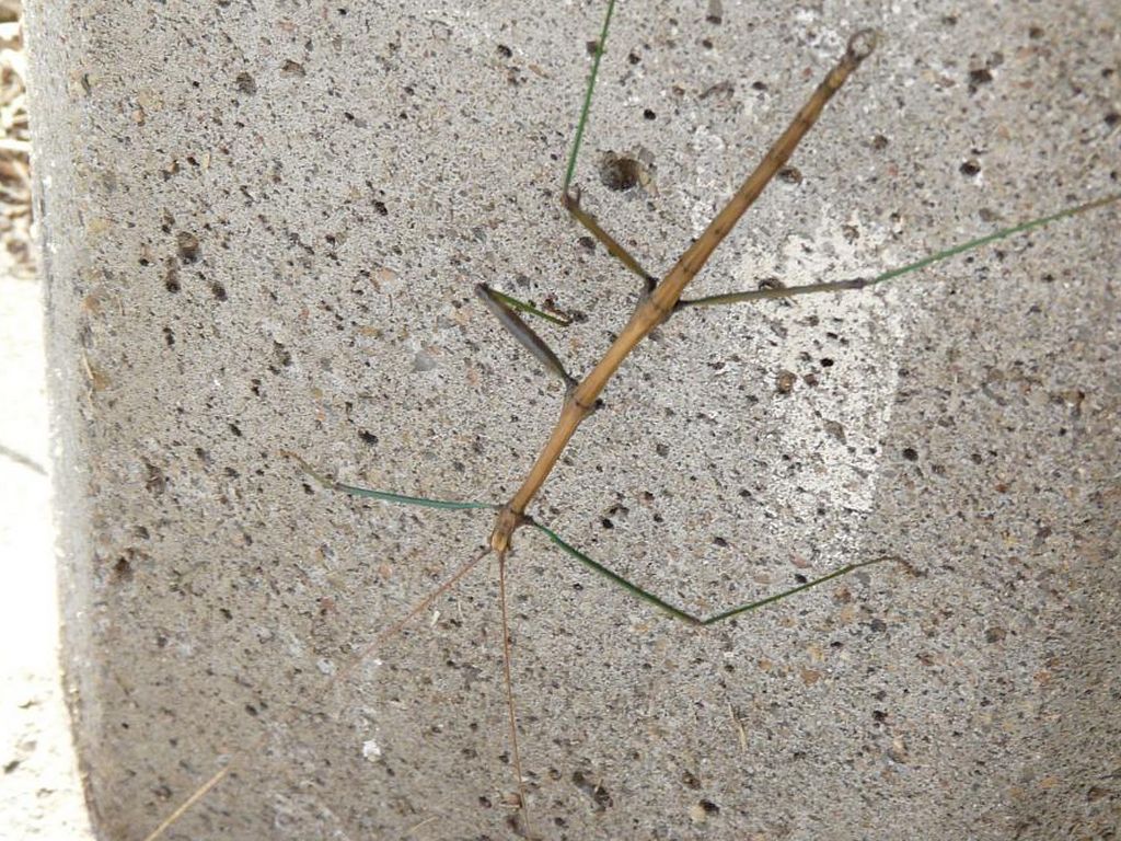 Copy of Walking Stick Bug vs Humans by p.rayshawn
