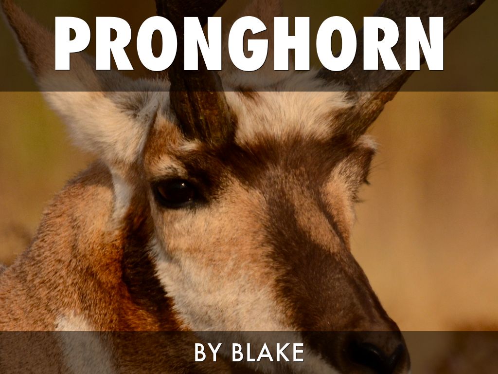 revelate pronghorn medium
