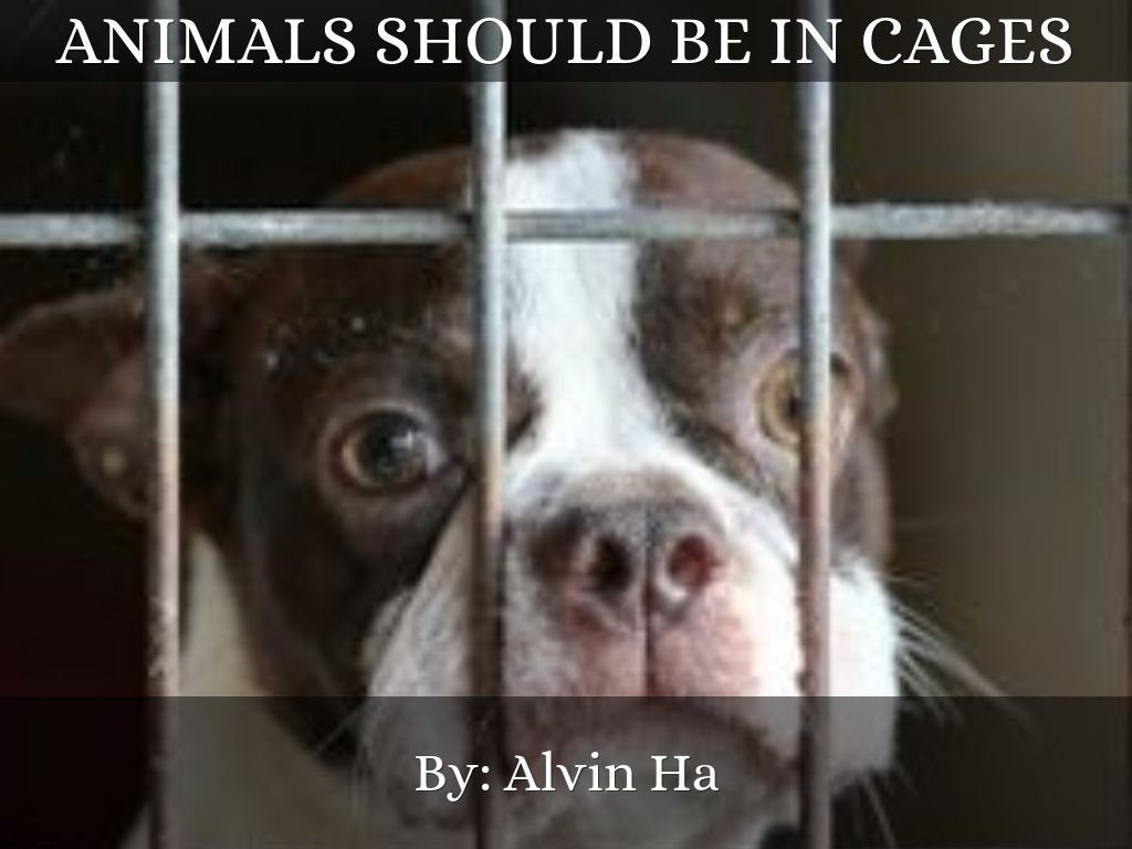 Animals should be in cages by haalvin97