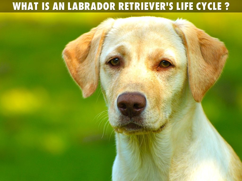 Labrador Retrievers by Charly Stagg