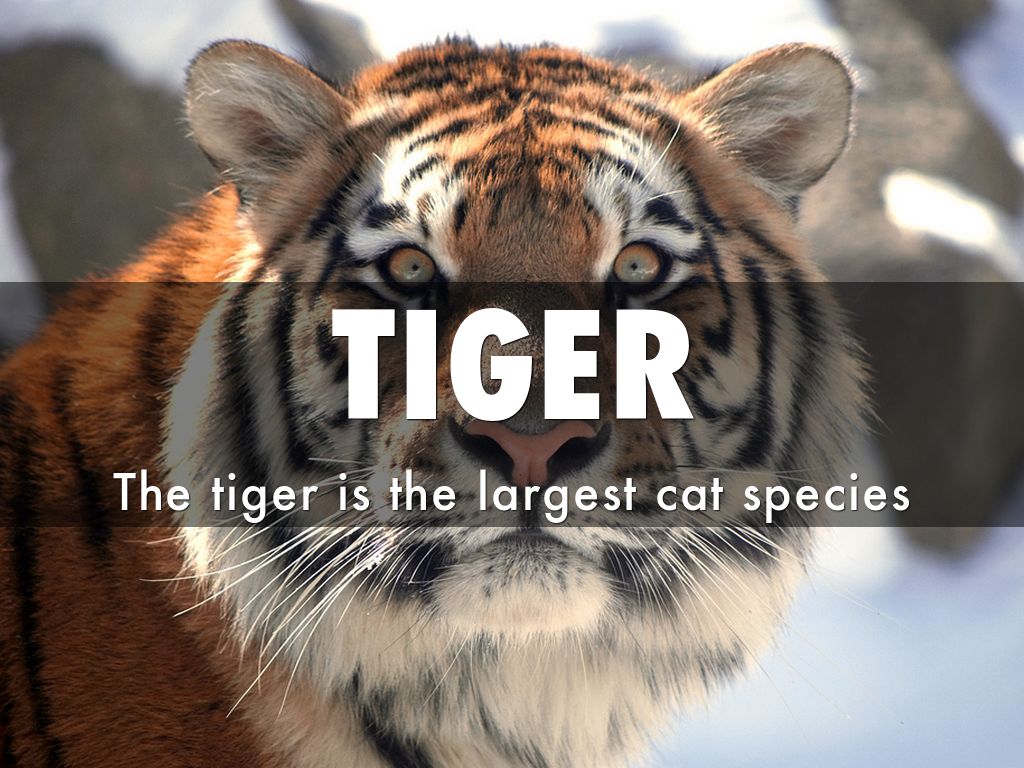 the characteristics of tigers the largest cat species the characteristics of tigers the largest cat species